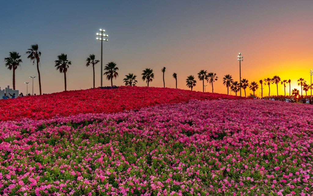 حديقة الطيور في ينبع