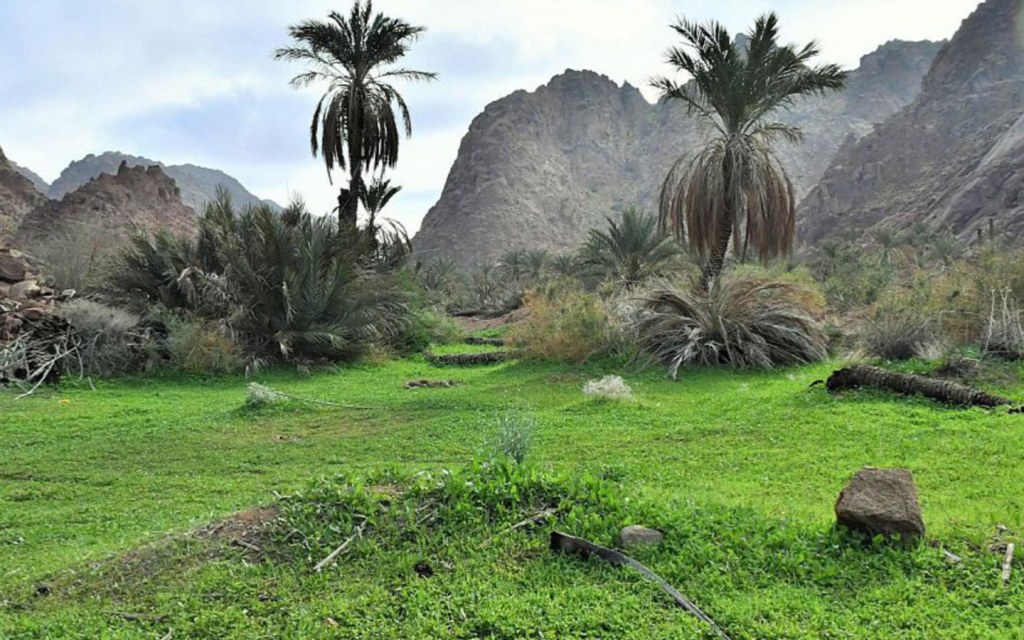 مزارع البطاطس في حائل