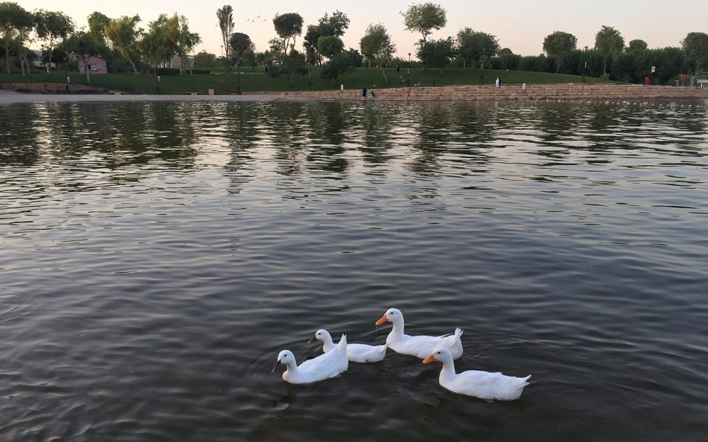 حديقة السلام من عقار حي السلام