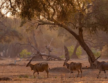 محمية الامام تركي بن عبدالله