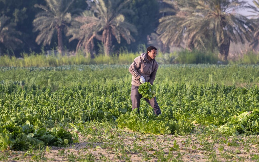مشروع الزراعة الذكية في الرياض
