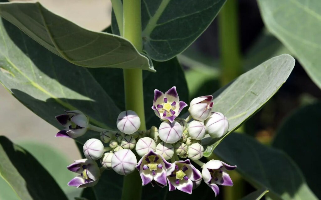 الزهور البرية في عسير