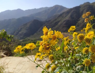 الزهور البرية في عسير