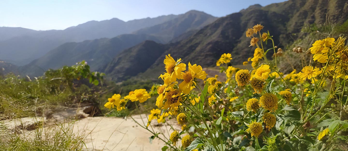 الزهور البرية في عسير