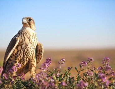 الطيور في عسير