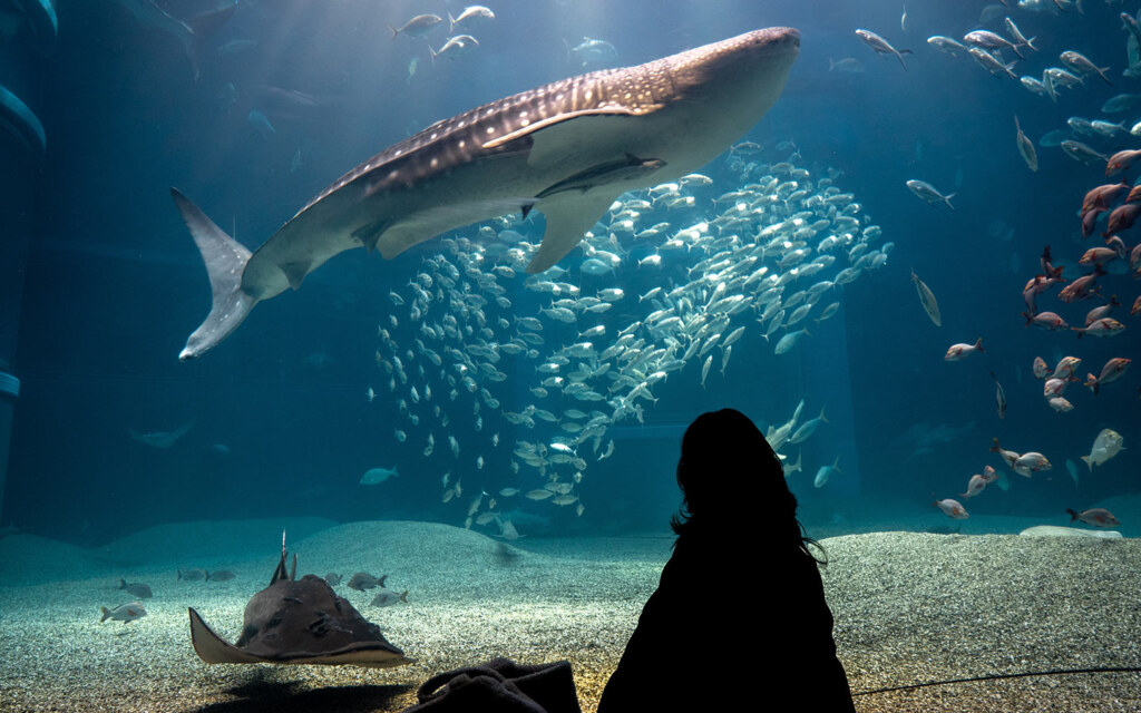 Fakieh Aquarium