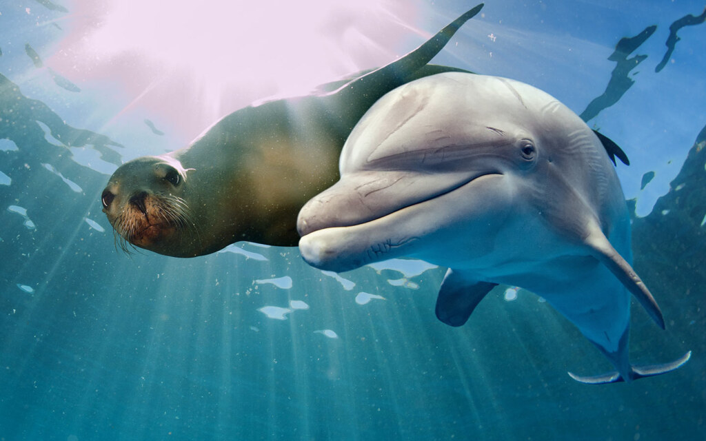 Fakieh Aquarium Dolphin Show