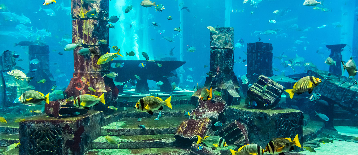 Fakieh Aquarium