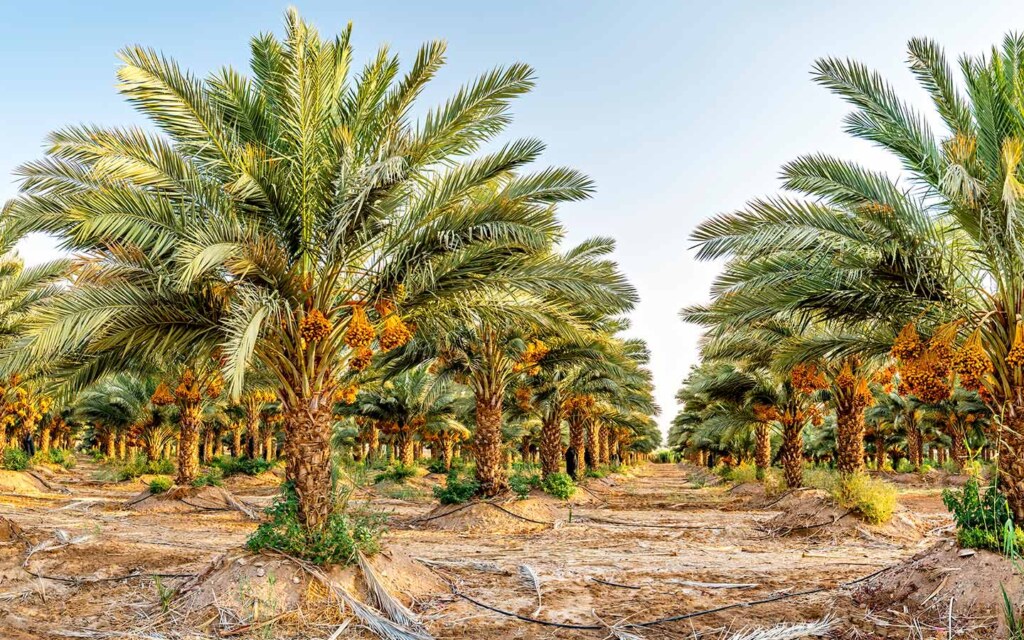 طريق التمور في القصيم