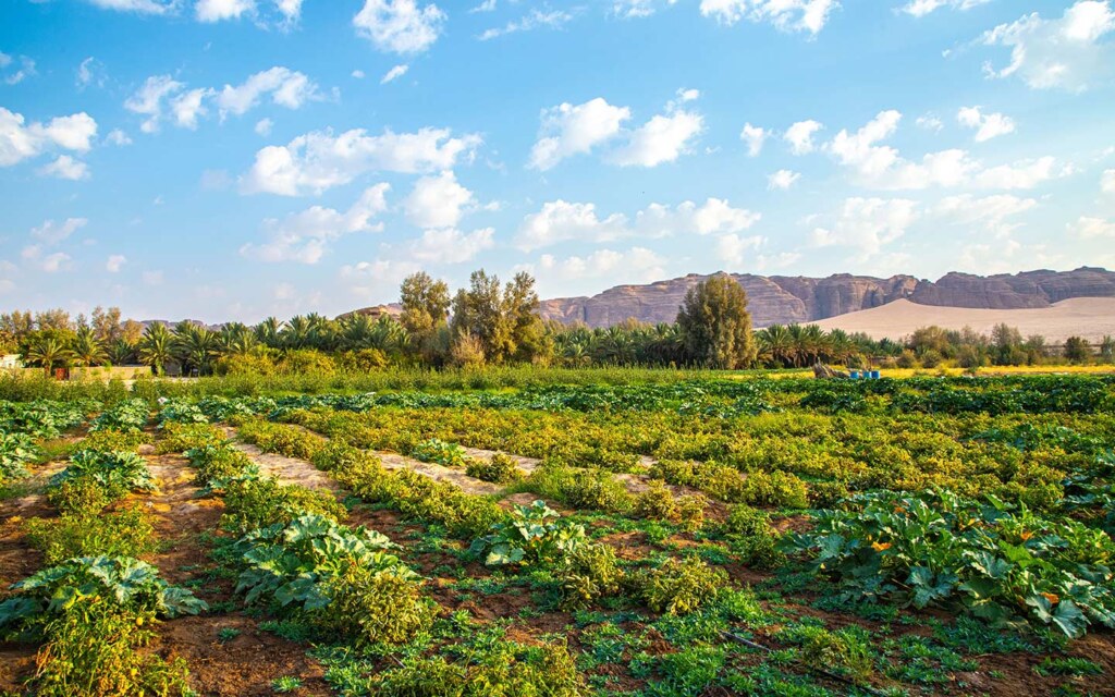 الاستثمار الريفي