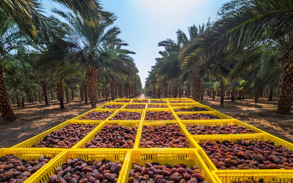 طريق التمور الدولي في السعودية