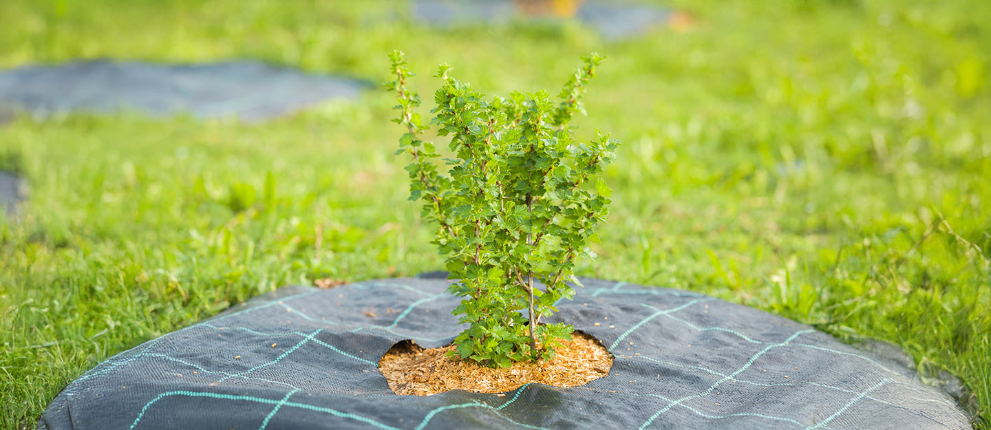 المركز الوطني لتنمية الغطاء النباتي
