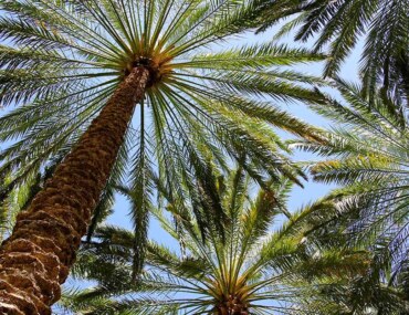 الاستثمار السياحي في الأحساء