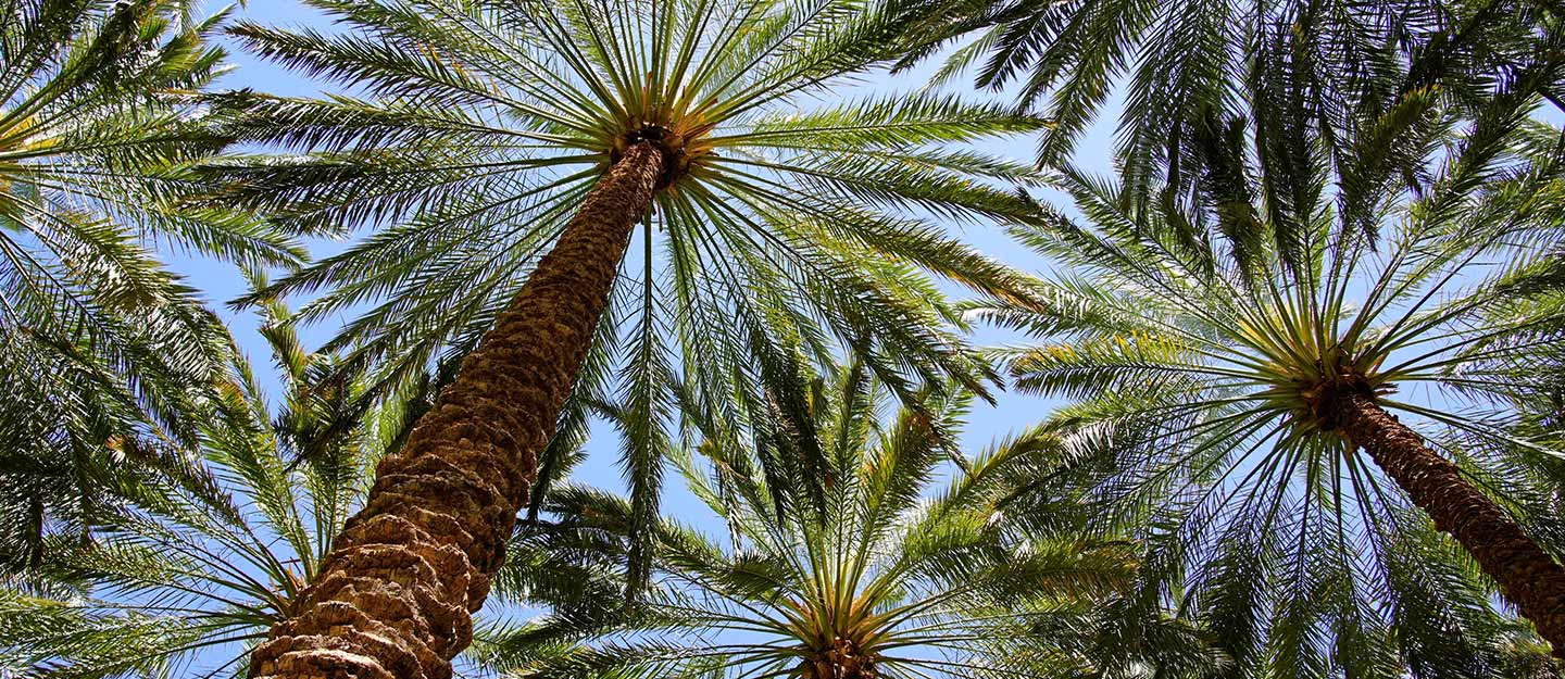 الاستثمار السياحي في الأحساء
