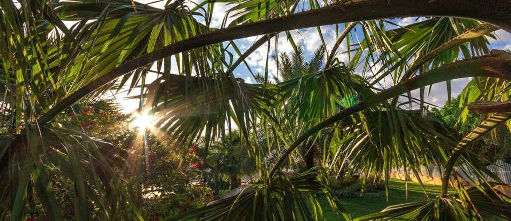 حديقة الغروب في المدينة المنورة