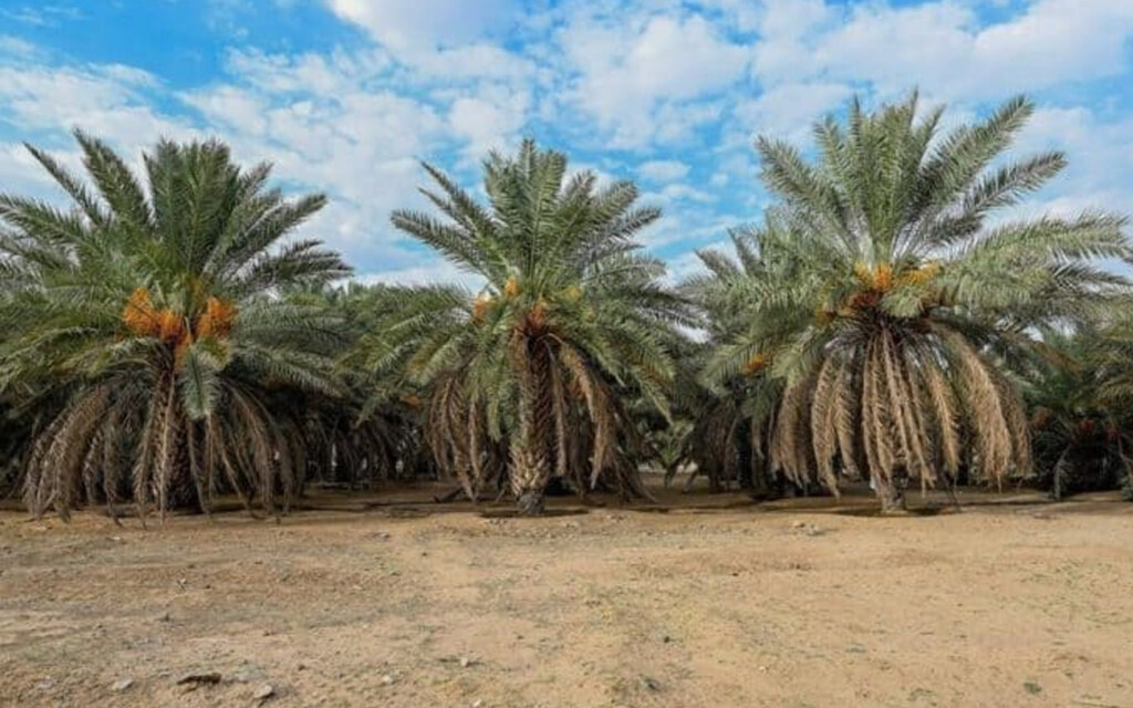 زراعة النخيل