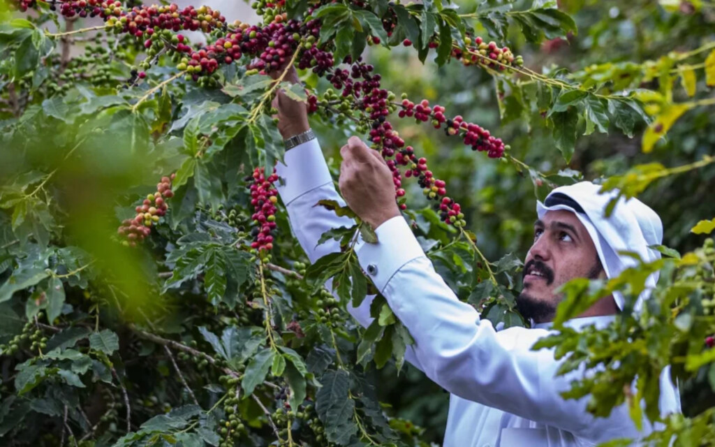 أمثلة على المزارع الجبلية في عسير