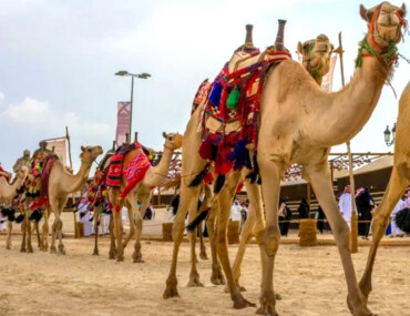 Souq Okaz, Festivals in KSA