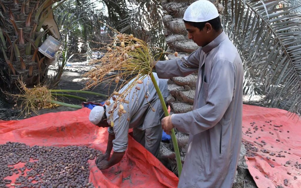 تمور الاحساء