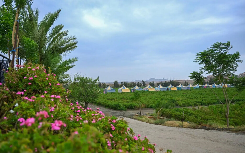 مزارع ورد أبها