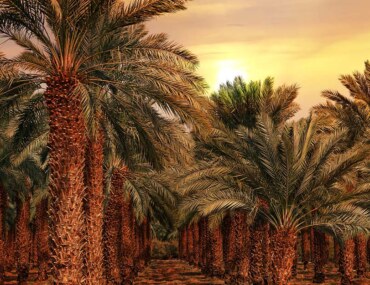 موسم صرام التمور في الاحساء