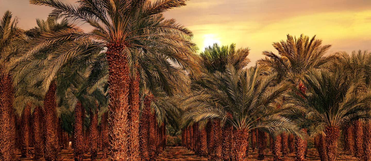 موسم صرام التمور في الاحساء