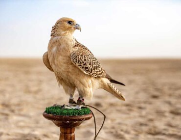 معرض الصقور والصيد السعودي
