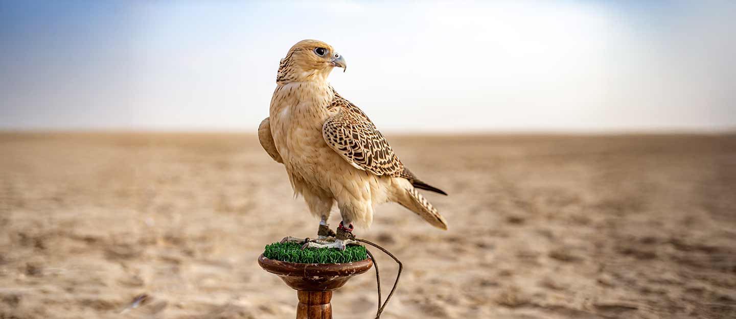 معرض الصقور والصيد السعودي