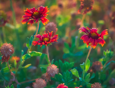 مهرجان حياة الورد