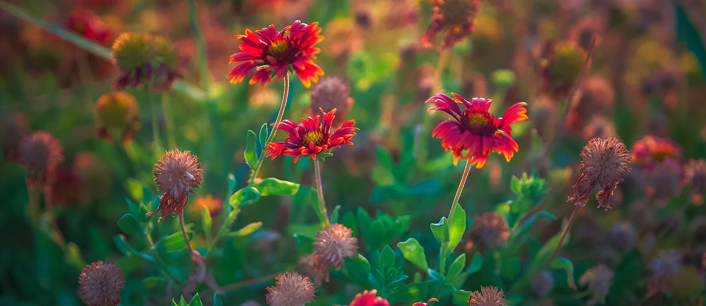 مهرجان حياة الورد