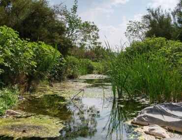 الزراعة في الباحة