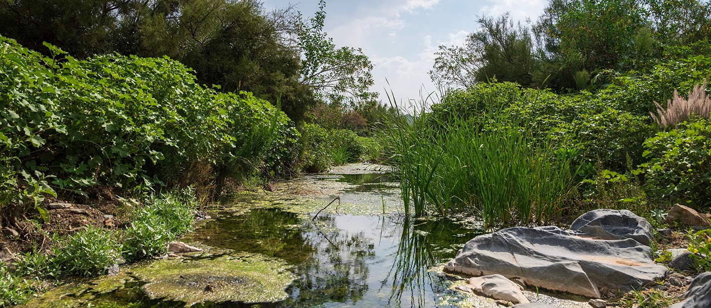 الزراعة في الباحة