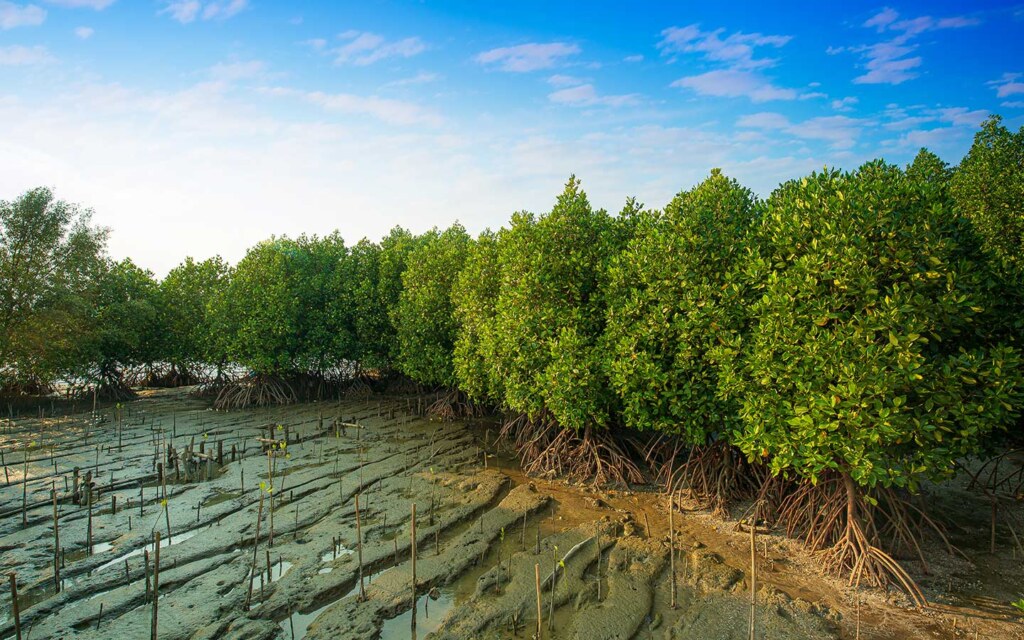 غابات المانجروف في السعودية