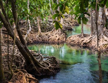 غابات المانجروف في السعودية