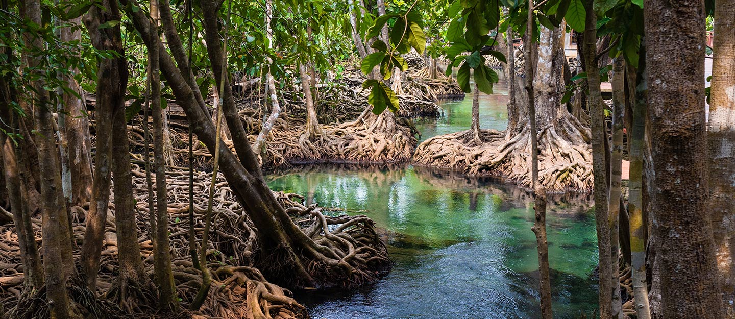 غابات المانجروف في السعودية