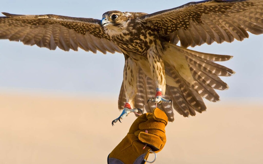 نادي الصقور السعودي