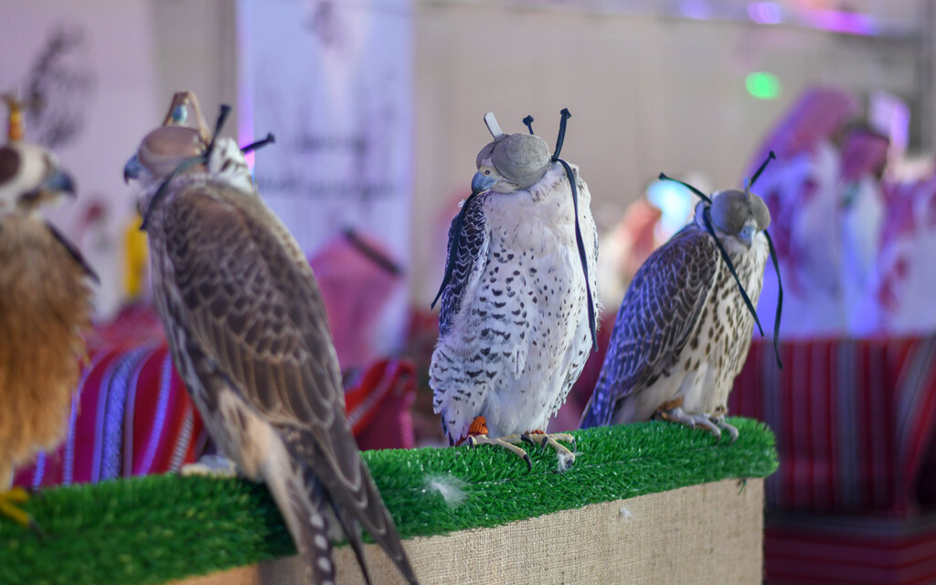 مهرجان الصقارة في جازان