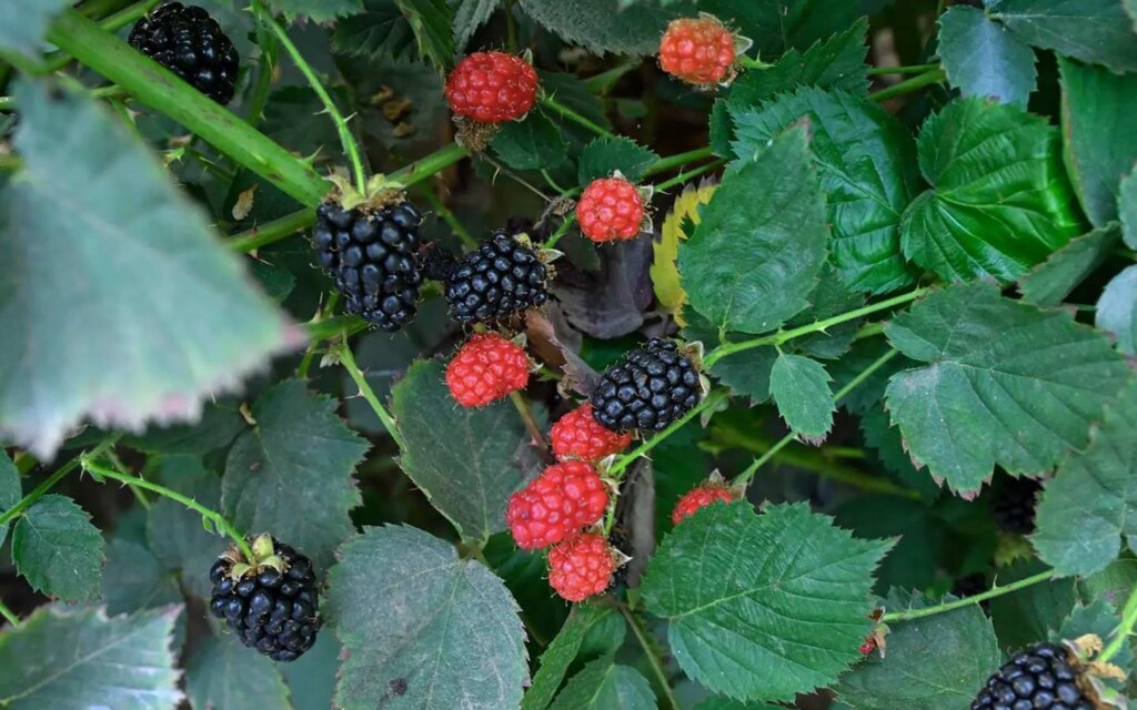 مزارع التوت في عسير