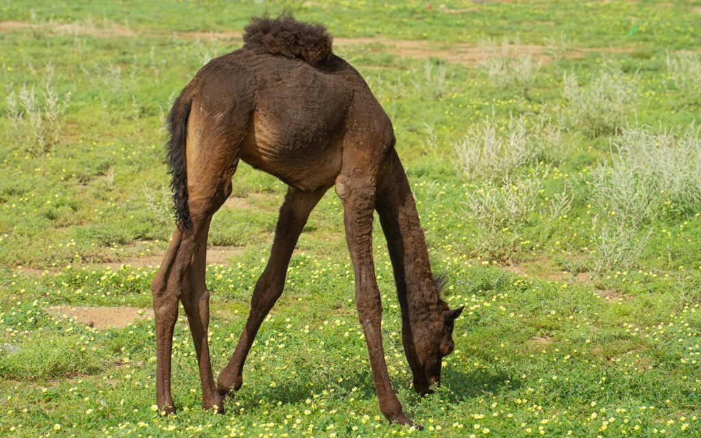 Investment in Natural Parks in Najran