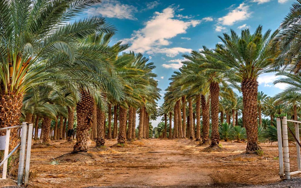 ما هي المشاريع الزراعية في السعودية؟