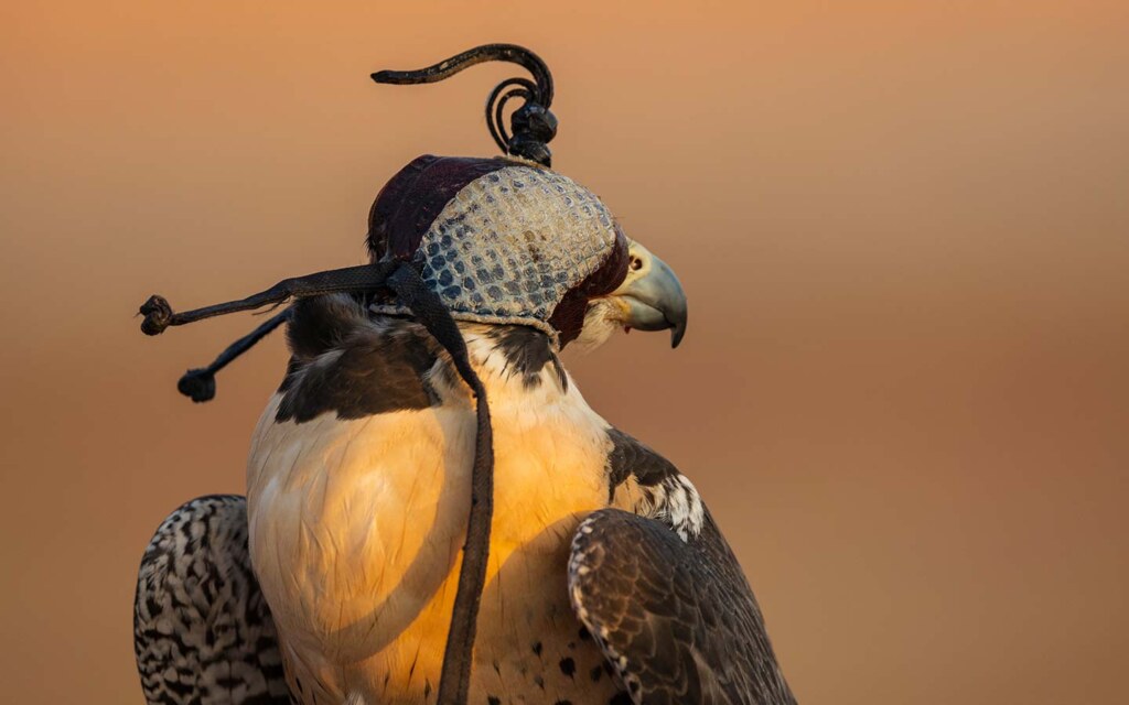 معرض الصقور والصيد السعودي