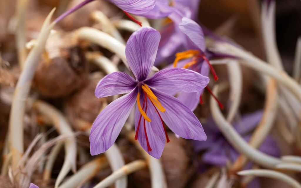 زراعة الزعفران في تبوك
