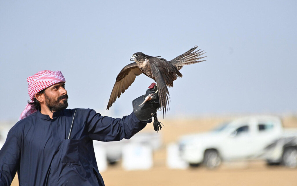 موسم الصقور في جازان
