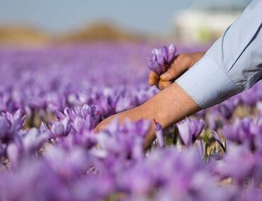 زراعة الزعفران في تبوك