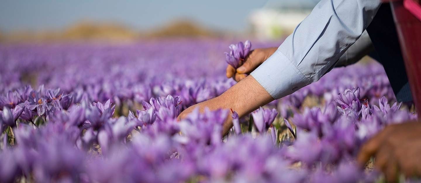 زراعة الزعفران في تبوك
