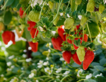 مزارع الفراولة في عسير