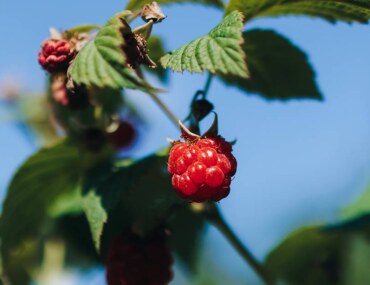 مزارع التوت في عسير