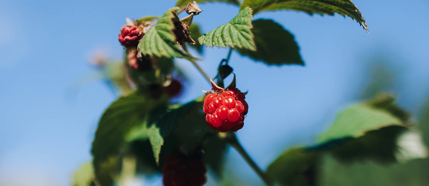 مزارع التوت في عسير