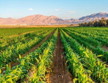 الاستثمار الزراعي في السعودية