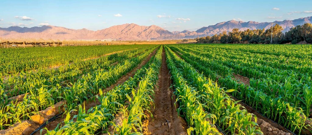 الاستثمار الزراعي في السعودية